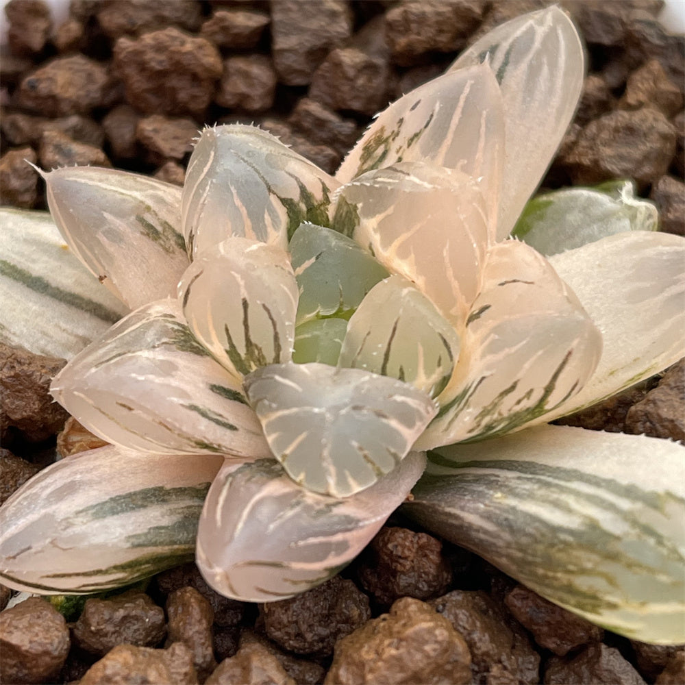 Haworthia Murasaki Ob variegated – ChinaHaworthia