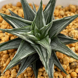 Haworthia Zouge no Tou variegated