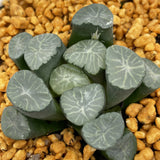 Haworthia Maughanii 'Inazuma'