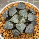 Haworthia Correcta  'Fire phoenix'