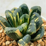 Haworthia Maughanii x Truncata Variegated