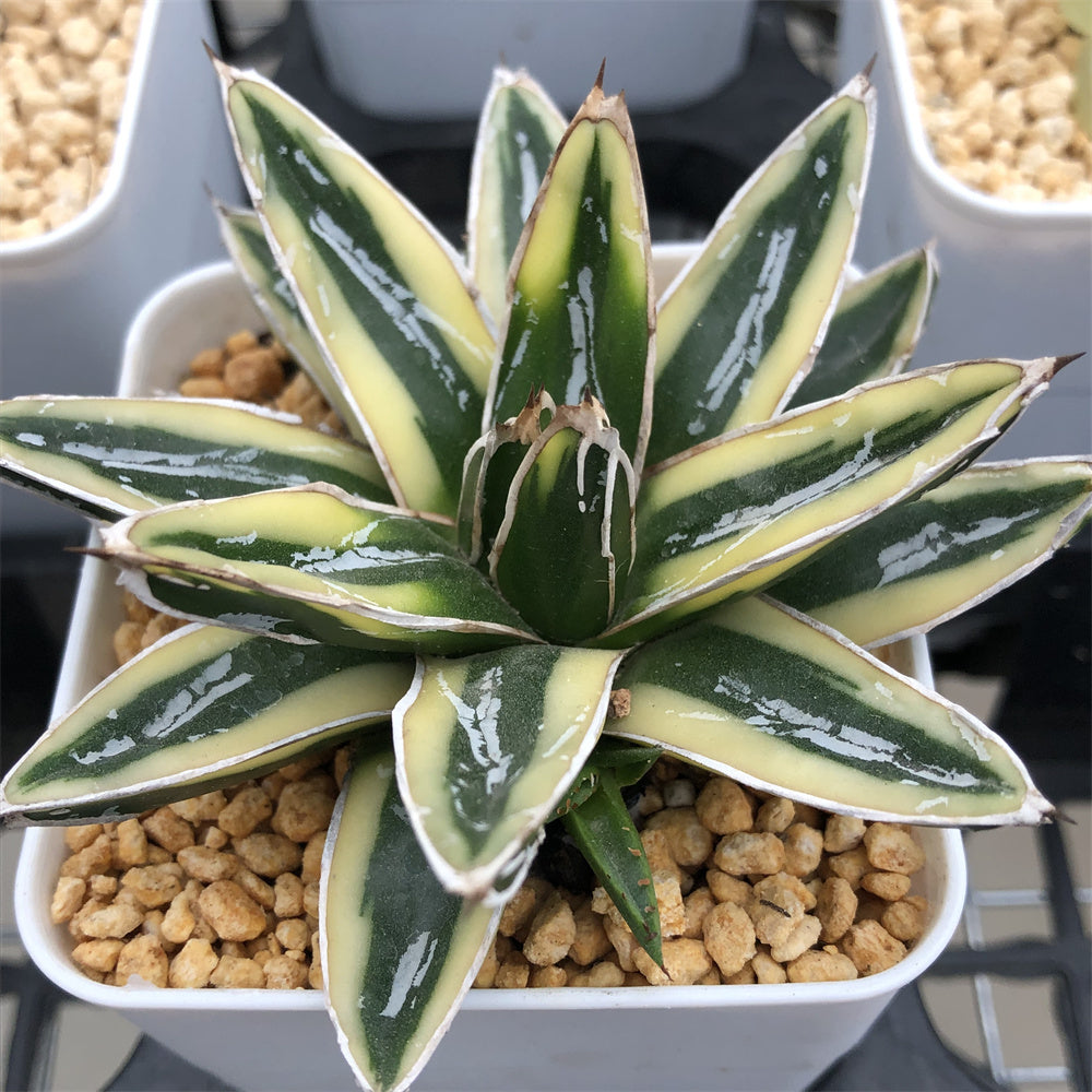 Haworthia Agave Victoria Reginae Kizan – ChinaHaworthia