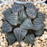 Haworthia Badia 'Yuyake'