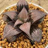 Haworthia Badia  'Yuzuki' Big Size