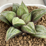 Haworthia Badia 'Aoimatsuri'