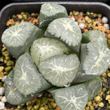 Haworthia Maughanii 'Kaze no Tani'