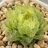 Haworthia Emerald Cloud variegated