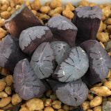 Haworthia Maughanii 'Tancho'