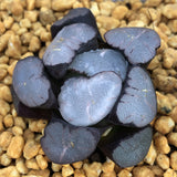 Haworthia Maughanii 'Magic Mirror'