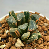 Haworthia Maughanii Variegated Plant from offsets