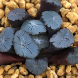 Haworthia Maughanii 'Z1'