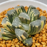 Haworthia Maughanii Variegated Plant from Seeds