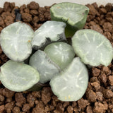 Haworthia Maughanii 'Salt Lake City'