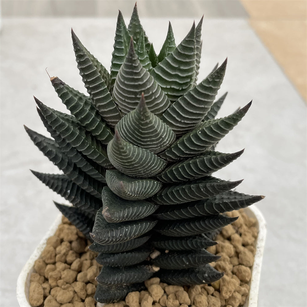 horse succulent Haworthia Hard Leaf White Horse Mother Plant – ChinaHaworthia
