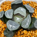 Haworthia Maughanii Sweet Dew