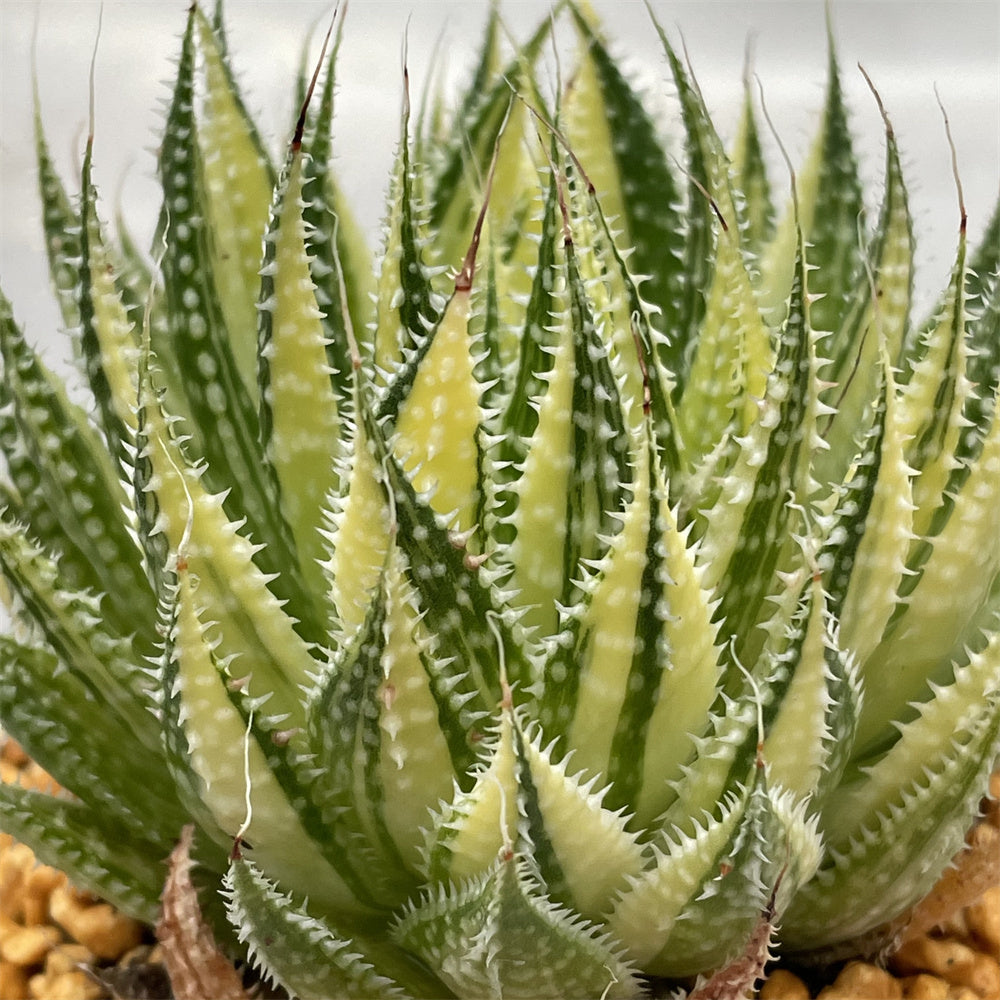 Aloe Aristata variegated – ChinaHaworthia