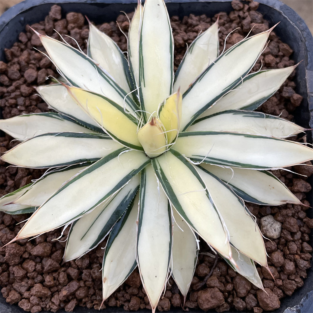 Agave Filifera 'Mediopicta' – ChinaHaworthia