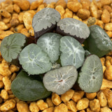 Haworthia Maughanii Inazuma Murasaki