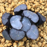 Haworthia Maughanii 'Magic Mirror'