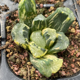 Haworthia Maughanii Dragon variegated