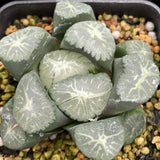 Haworthia Maughanii 'Kaze no Tani'