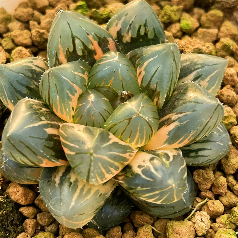 haworthia obtusa succulent Haworthia Obtusa OM Variegated – ChinaHaworthia