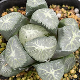 Haworthia Maughanii 'Kaze no Tani'