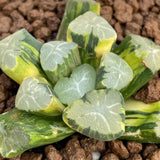 Haworthia Maughanii Spring Thunder Variegated