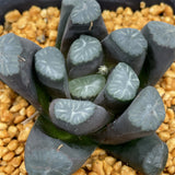 Haworthia Maughanii 'Nara'