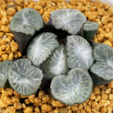 Haworthia Maughanii 'Zuiun'