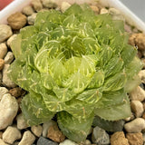 Haworthia Emerald Cloud variegated