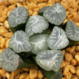 Haworthia Maughanii 'Taiko'