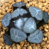 Haworthia Maughanii 'Lucky'
