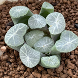 Haworthia Maughanii