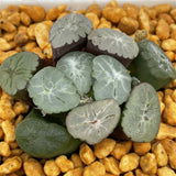 Haworthia Maughanii Inazuma Murasaki