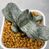 Haworthia Gasteria Gracilis variegated