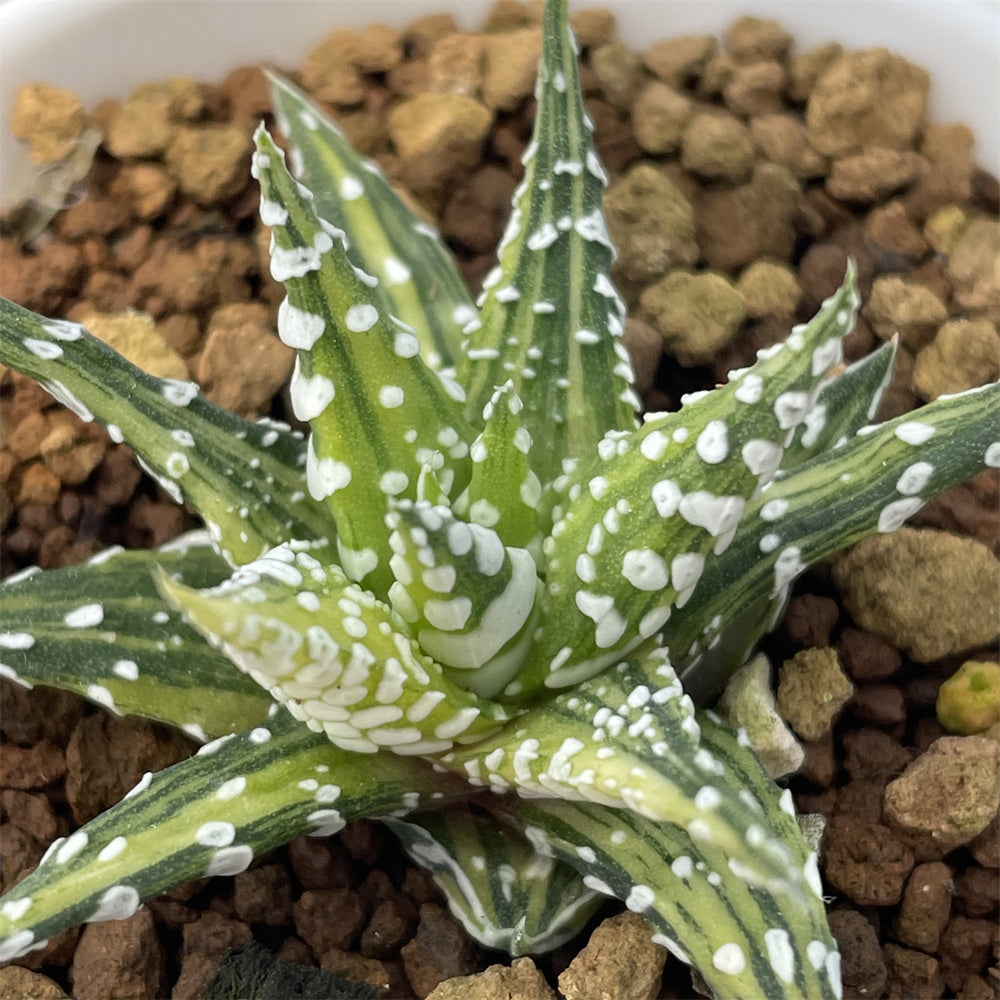 Haworthia Hard Leaf Zebra Variegated – ChinaHaworthia