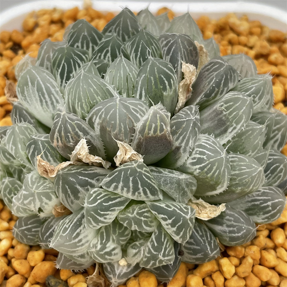 Haworthia Cooperi Variegated – ChinaHaworthia