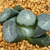 Haworthia Maughanii ‘Nana-no-Hoshi’