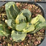 Haworthia Maughanii Dragon variegated
