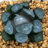 Haworthia Maughanii  'Midori'
