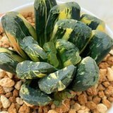 Haworthia Maughanii x Truncata Variegated