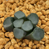 Haworthia Maughanii Luminous Cup