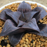 Haworthia Badia 'Pinky'
