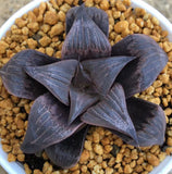 Haworthia Badia 'Pinky'