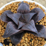 Haworthia Badia 'Pinky'