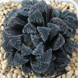 Haworthia 'Snow Rabbit' Other