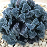 Haworthia 'Snow Rabbit' Other