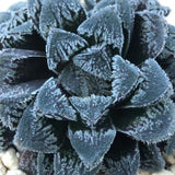 Haworthia 'Snow Rabbit' Other