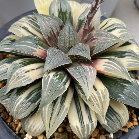Variegated